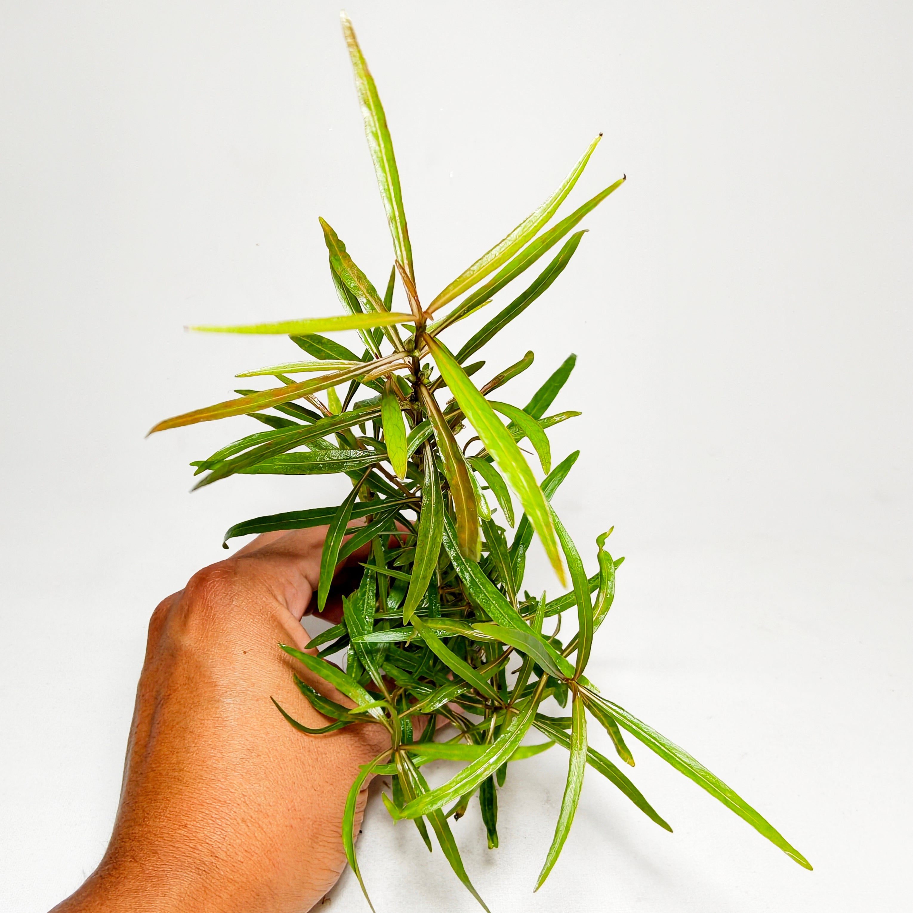 Hygrophila Lancea Premium | Planta Exótica para Acuario