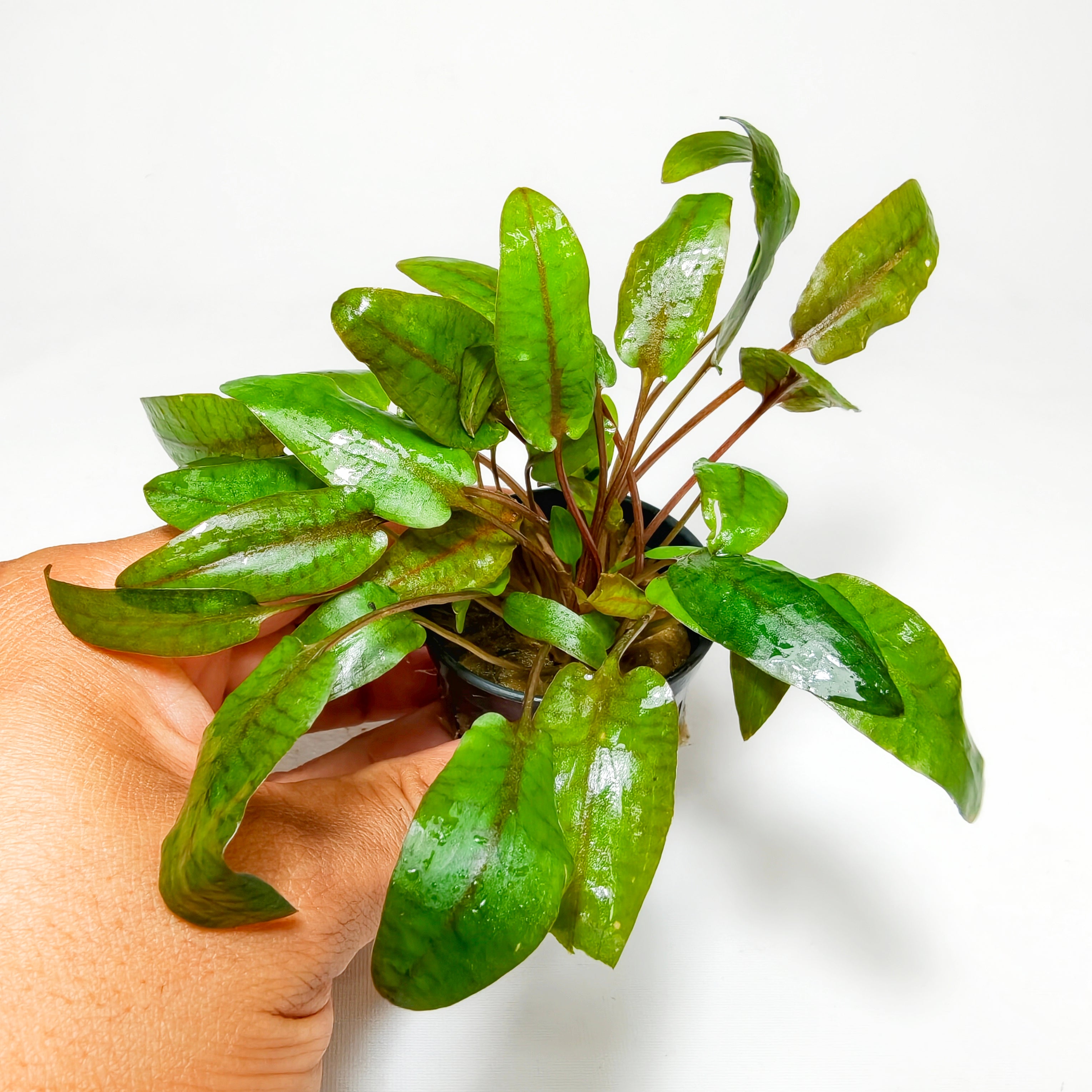Cryptocoryne Bullosa Premium | Planta Exótica para Acuario