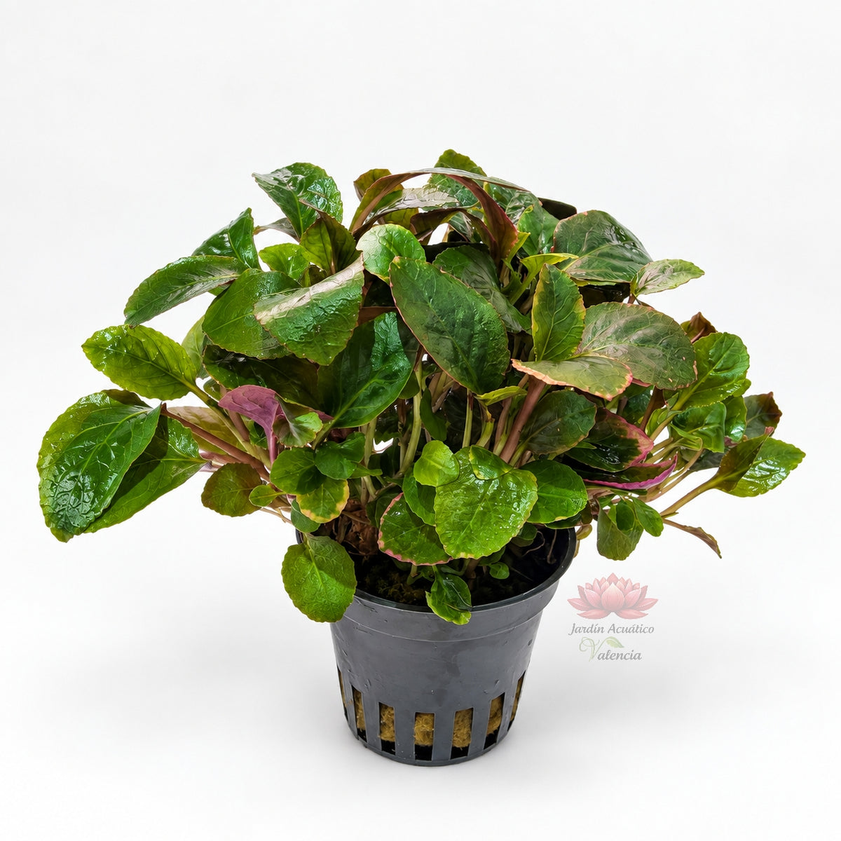 Lobelia cardinalis Mini | Planta compacta para acuarios