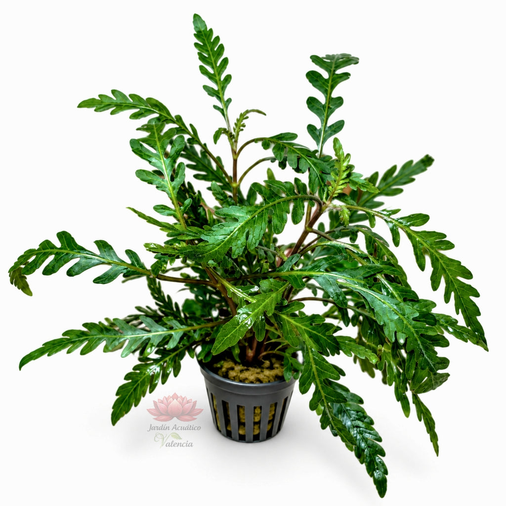 Hygrophila pinnatifida | Planta de hojas únicas para acuarios plantados