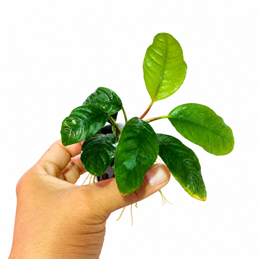 Anubias Coffeefolia |Hojas onduladas y textura espectacular para tu acuario