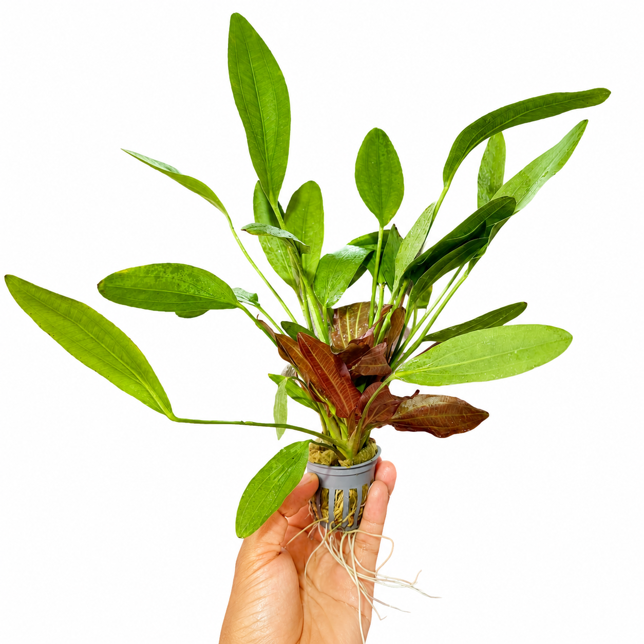 Echinodorus Rose |Elegancia, volumen y tonos rosados para tu acuario