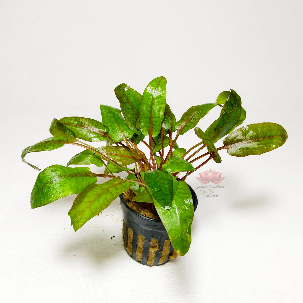 Cryptocoryne Bullosa Premium | Planta Exótica para Acuario