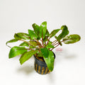 Cryptocoryne Bullosa Premium | Planta Exótica para Acuario