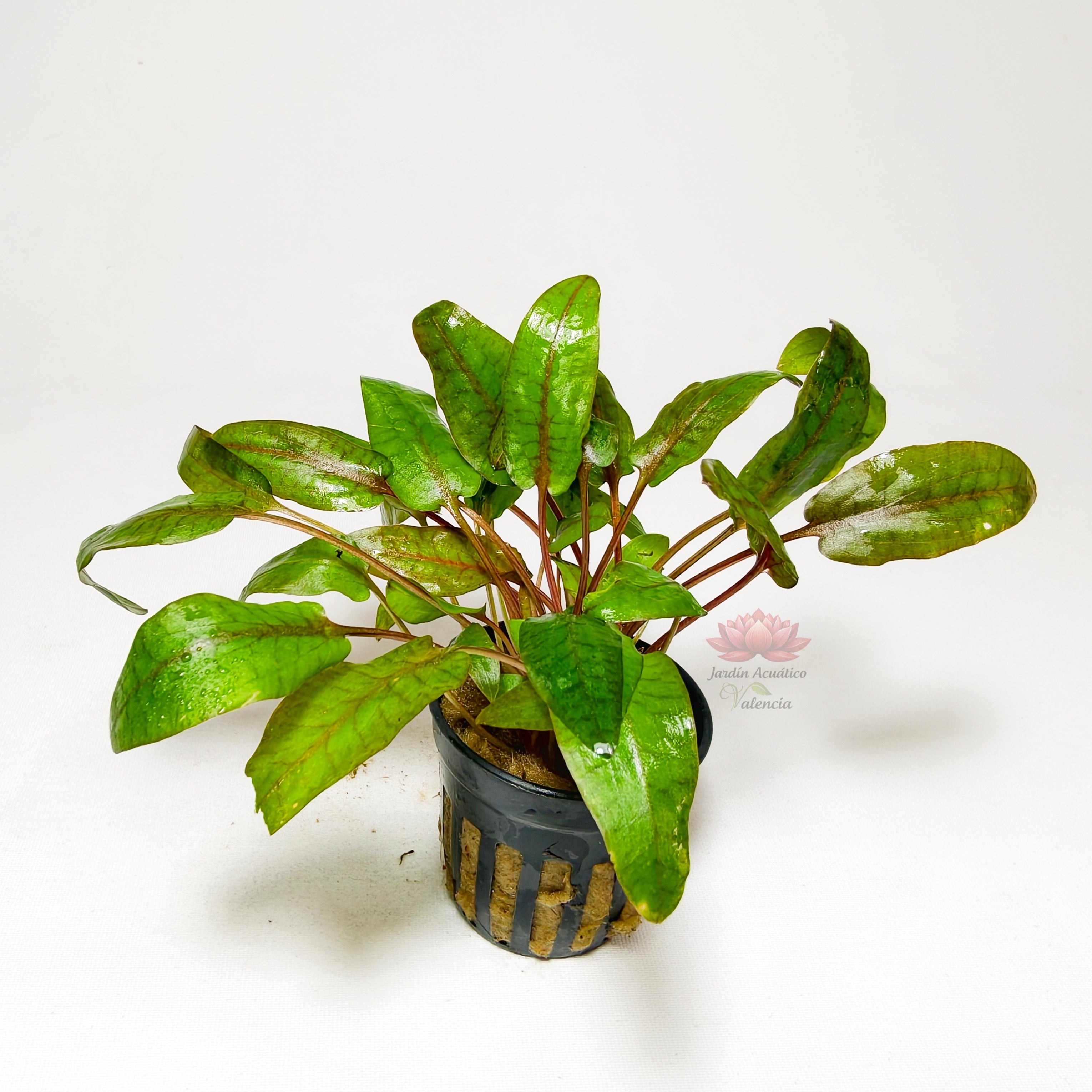Cryptocoryne Bullosa Premium | Planta Exótica para Acuario
