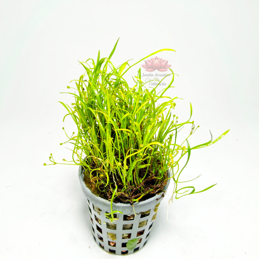 Lilaeopsis Nueva Zelanda | Planta Tapizante Tipo Césped para Acuario