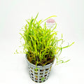 Lilaeopsis Nueva Zelanda | Planta Tapizante Tipo Césped para Acuario