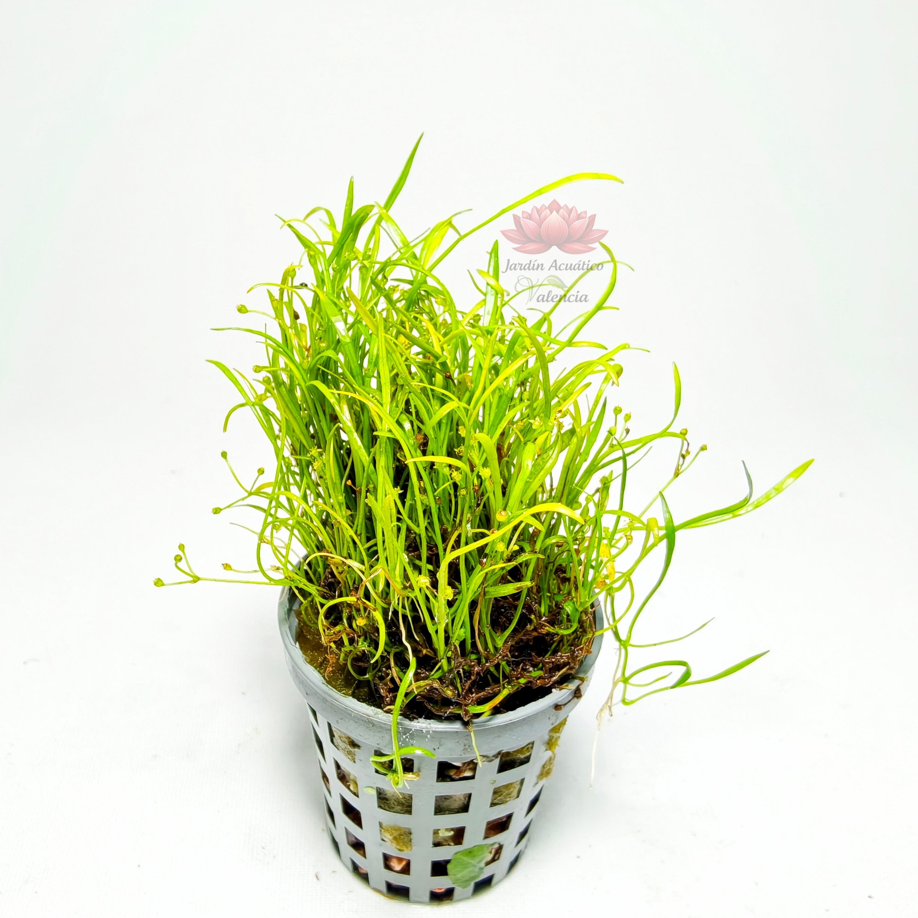 Lilaeopsis Nueva Zelanda | Planta Tapizante Tipo Césped para Acuario