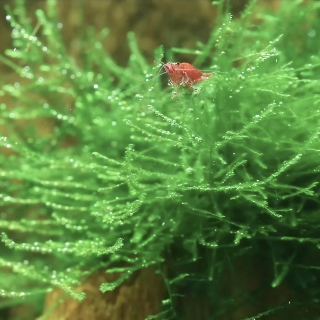 Musgo de Java – Un clásico para crear paisajes naturales y refugios en tu acuario