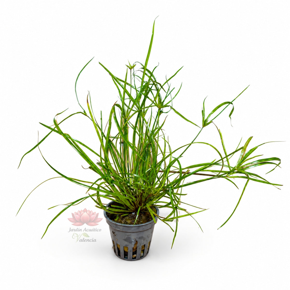 Juncus repens | Planta de tallo para acuarios plantados