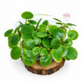 Limnobium laevigatum | Planta flotante para acuarios
