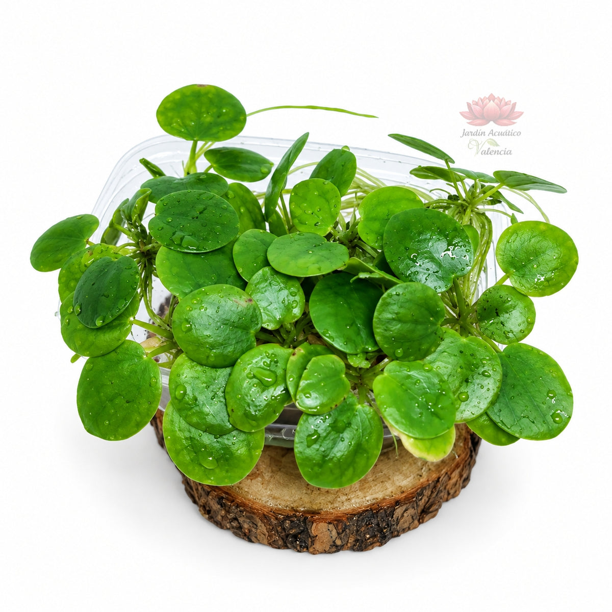 Limnobium laevigatum | Planta flotante para acuarios