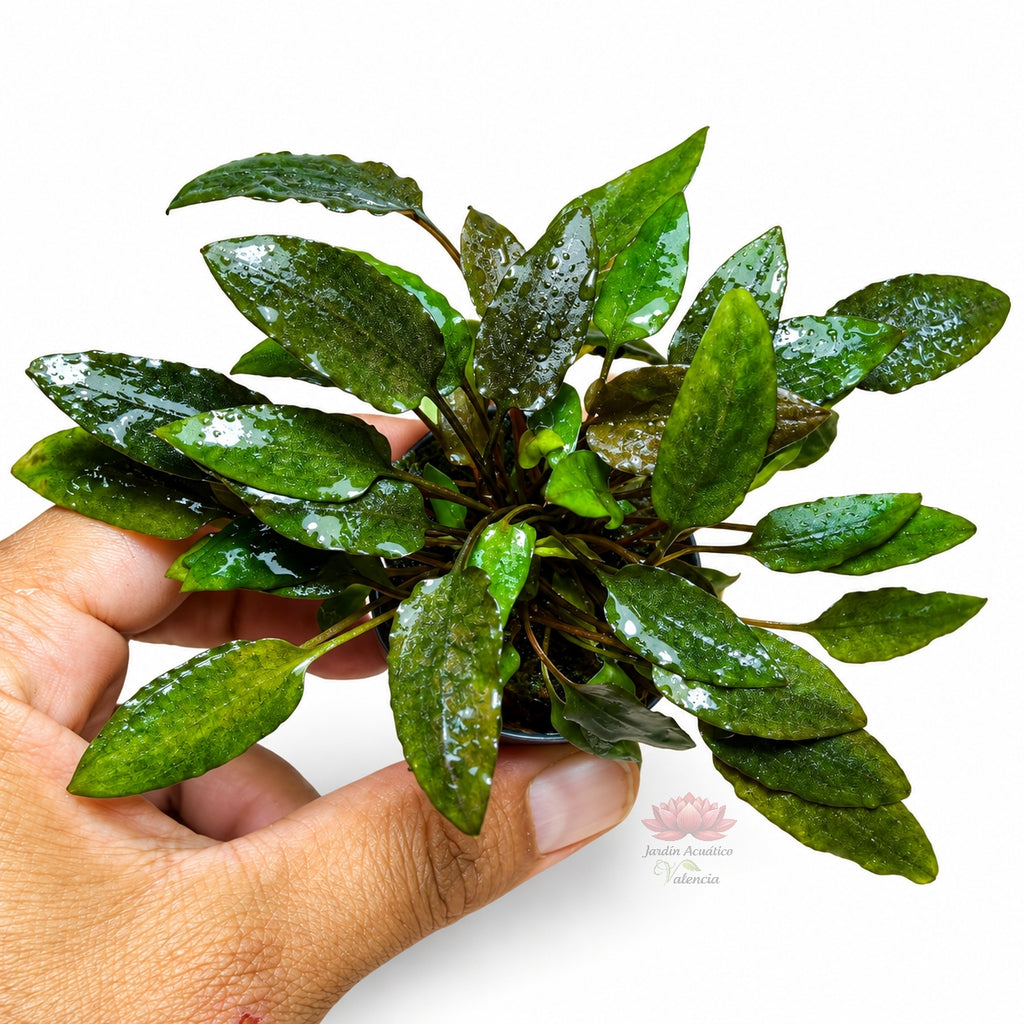 Cryptocoryne moehlmannii | Planta de roseta para acuarios