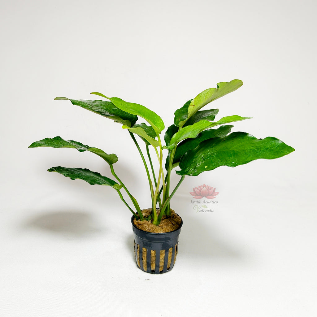 Anubia Barteri Hojas Largas Premium | Planta Natural para Acuario