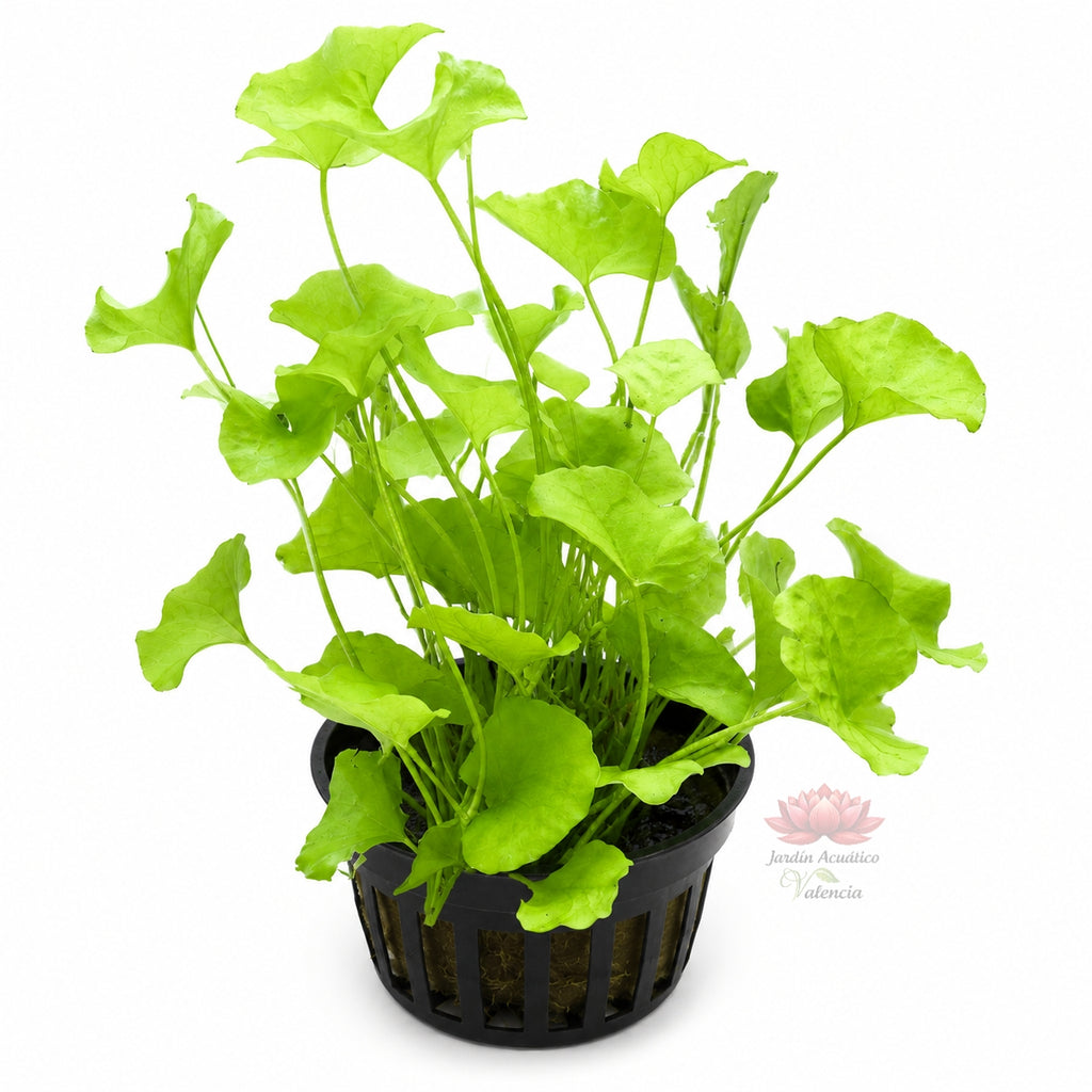 Nymphoides sp. Taiwan | Una planta única que aporta elegancia y movimiento natural a tu acuario