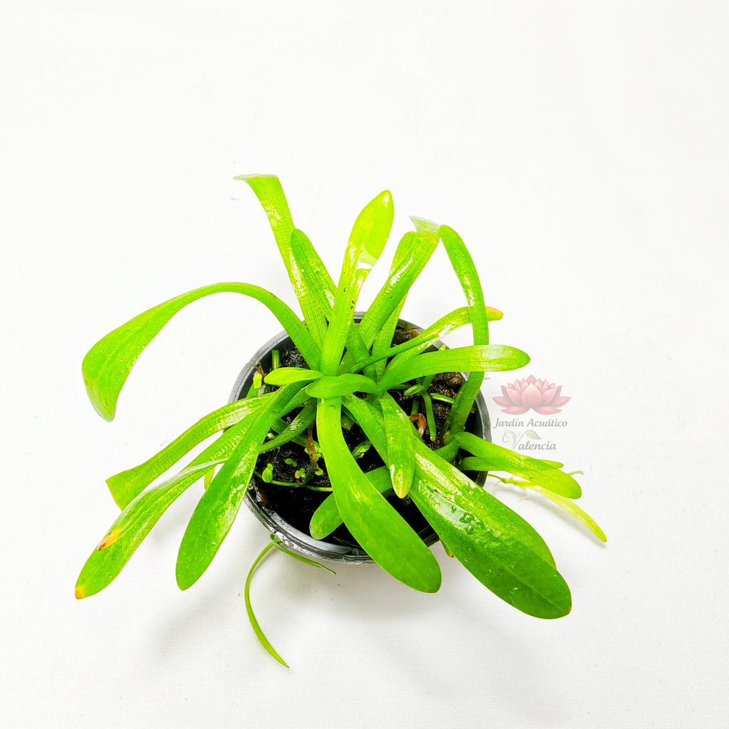 Sagittaria Subulata Premium | Planta Natural para Acuario