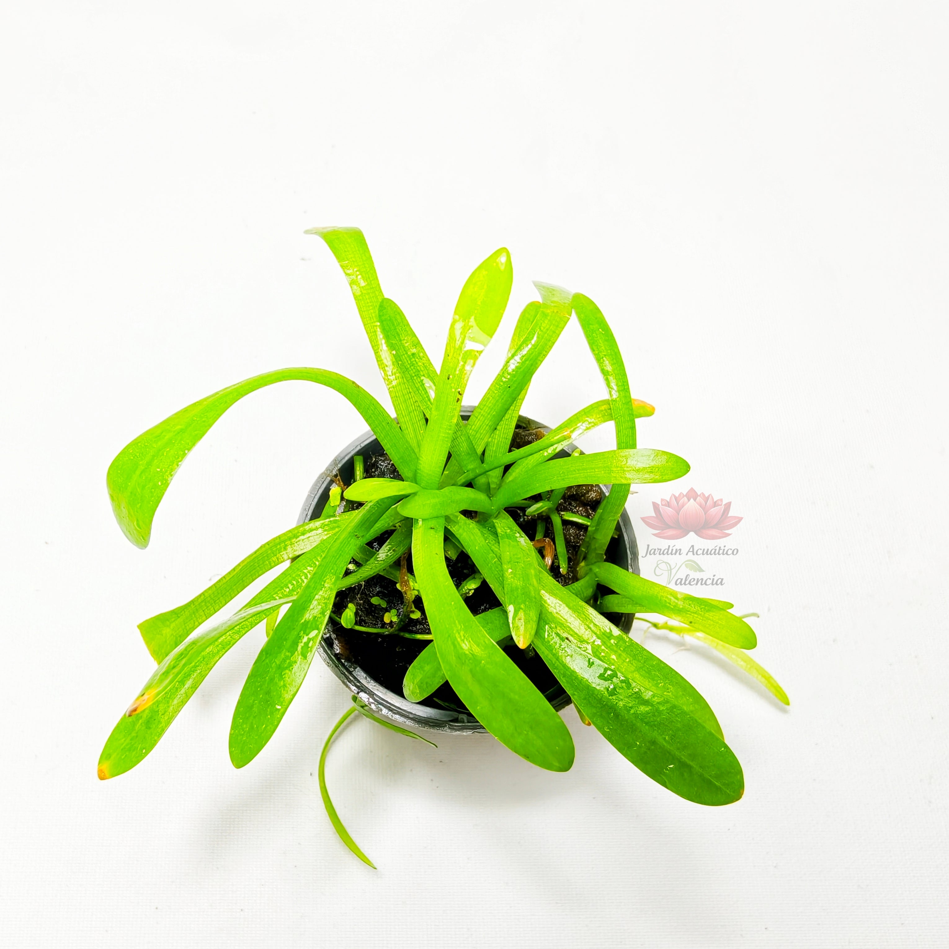 Sagittaria Subulata Premium | Planta Natural para Acuario