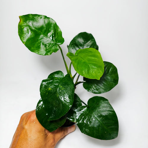 Anubias Barteri Broad leaf | Planta acuática natural Premium.