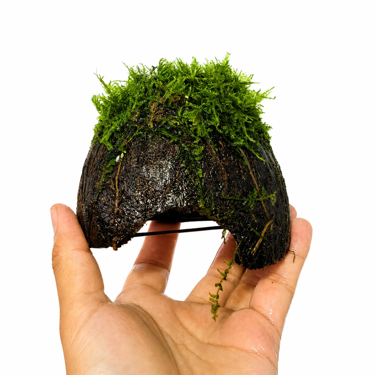 Coco Cueva con Musgo Navidad | Refugio natural para gambas y peces