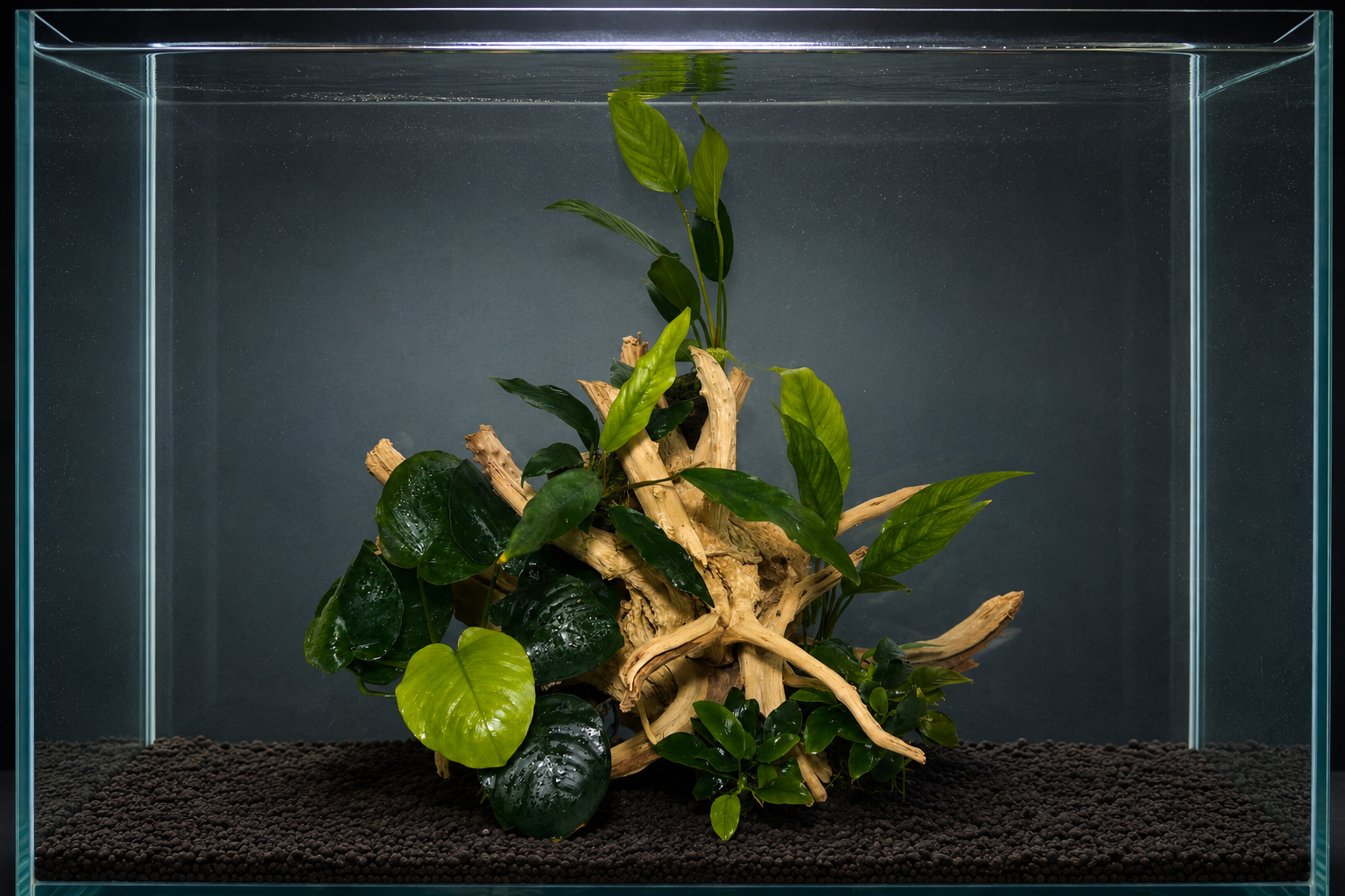 Pack Aquascaping Spider Wood XL con Anubias Naturales