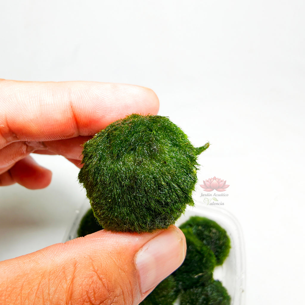 Cladophora Marimo Premium | Bola de Musgo para Acuario