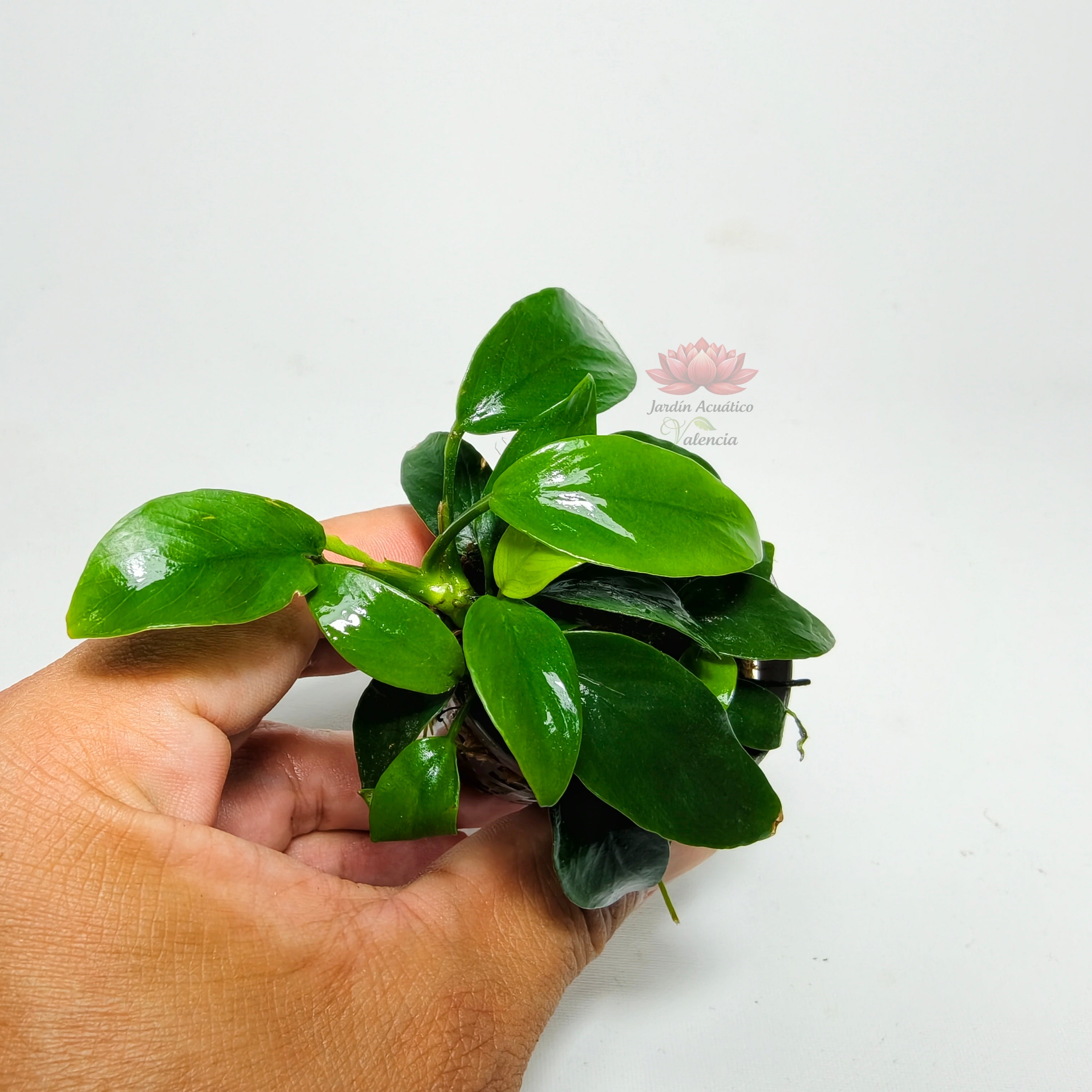Anubia Nana Mini Premium | Planta para Nano Acuario