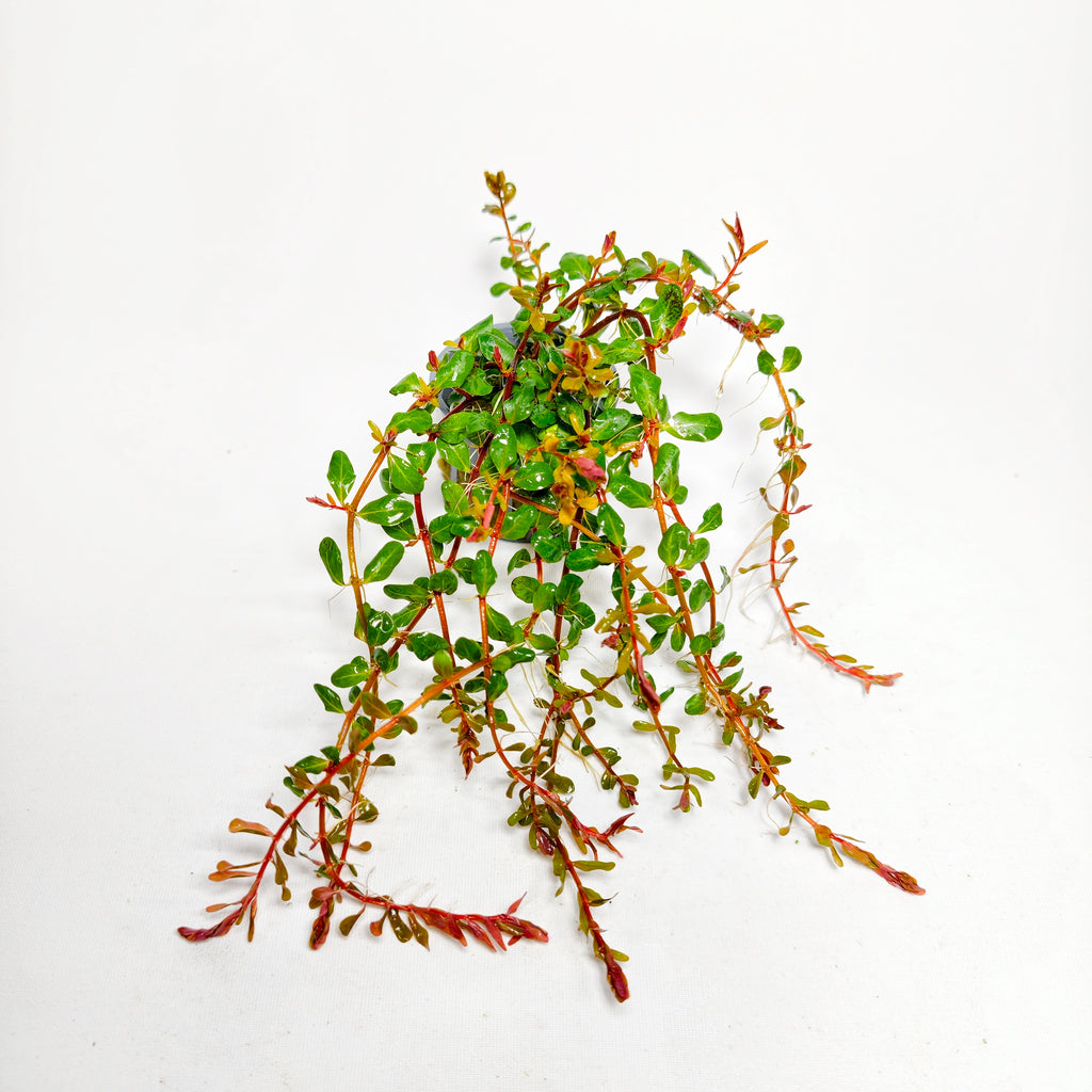 Rotala H’ra Premium | Planta Roja para Aquascaping.