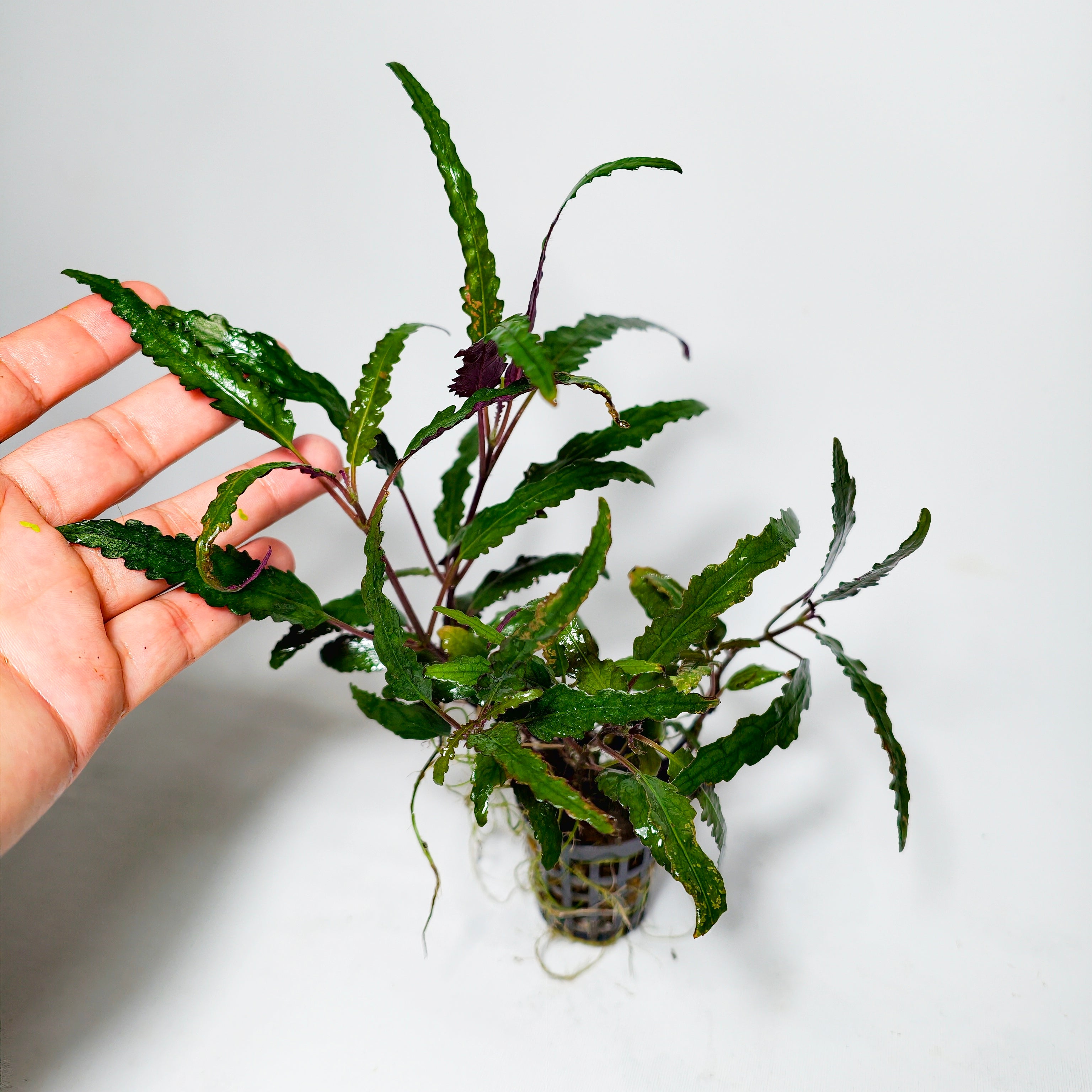 Hemigraphis Exótica Hoja Estrecha Premium | Planta para Acuario
