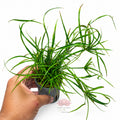 Juncus repens | Planta de tallo para acuarios plantados