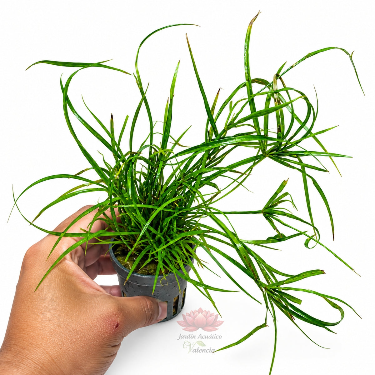 Juncus repens | Planta de tallo para acuarios plantados