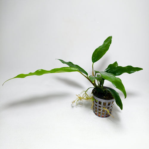 Anubia Lanceolata Premium | Planta Natural para Acuario