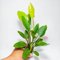 Echinodorus Barthii Premium | Planta Roja para Acuario