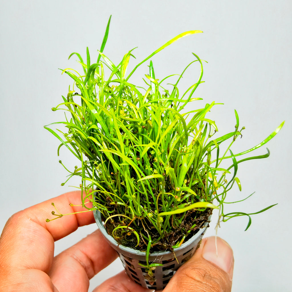 Lilaeopsis Nueva Zelanda | Planta Tapizante Tipo Césped para Acuario