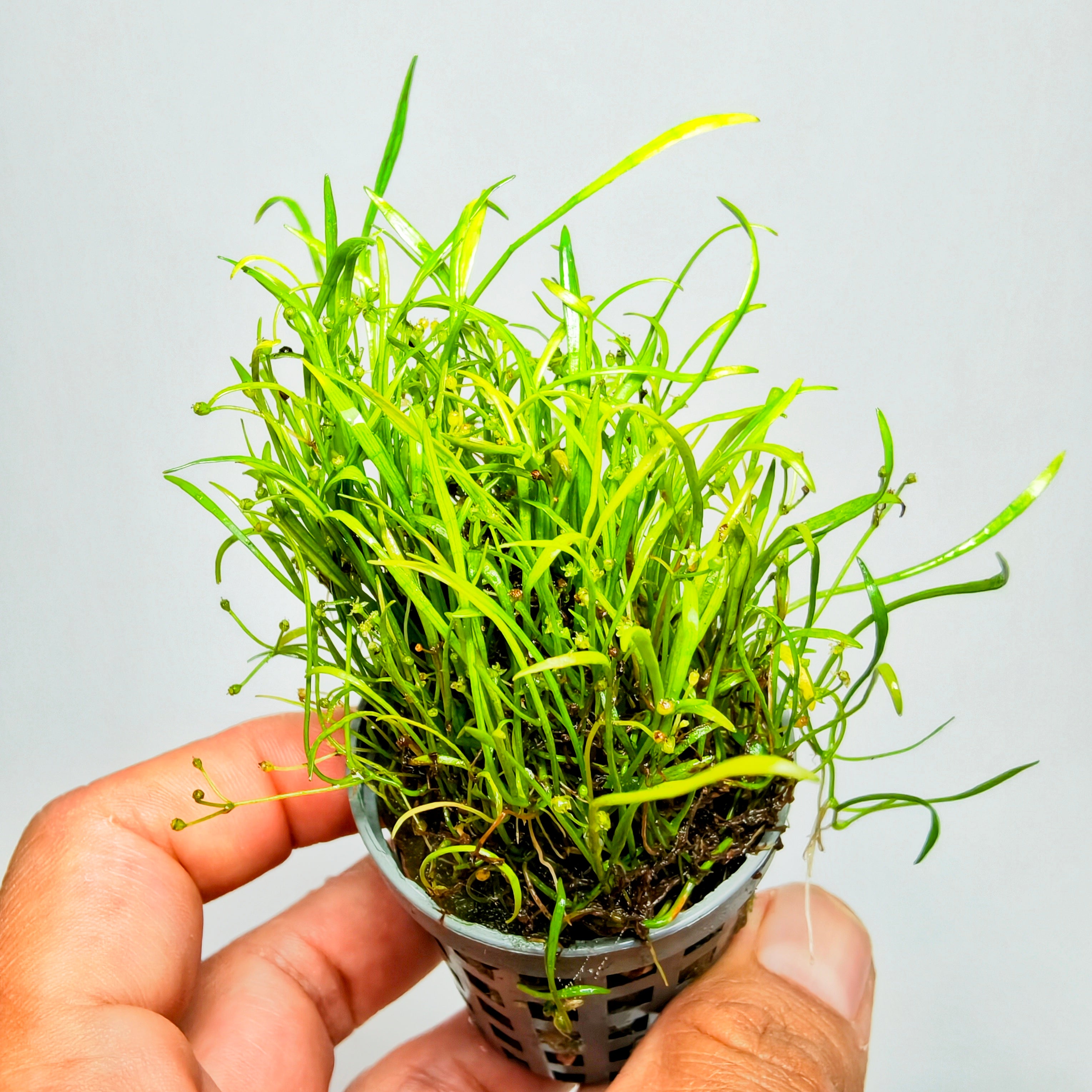 Lilaeopsis Nueva Zelanda | Planta Tapizante Tipo Césped para Acuario