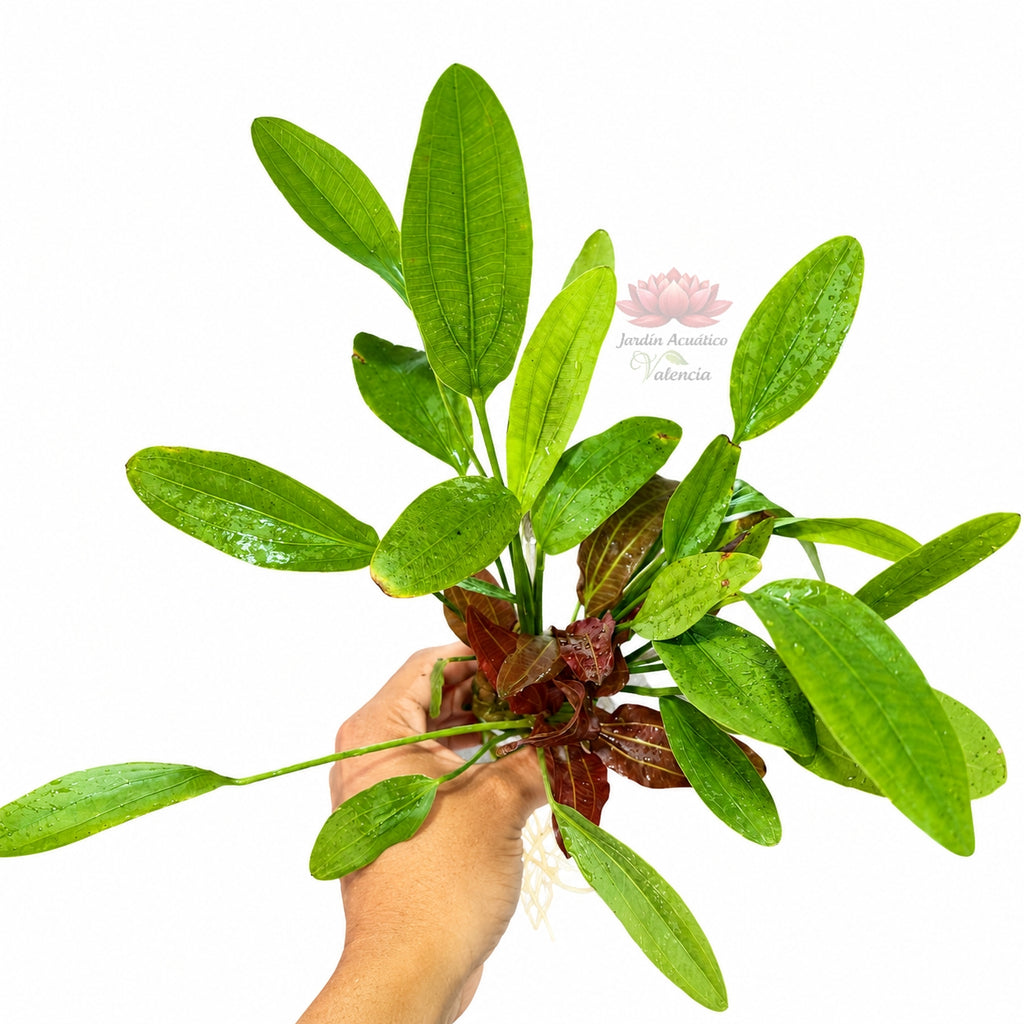 Echinodorus Rose |Elegancia, volumen y tonos rosados para tu acuario