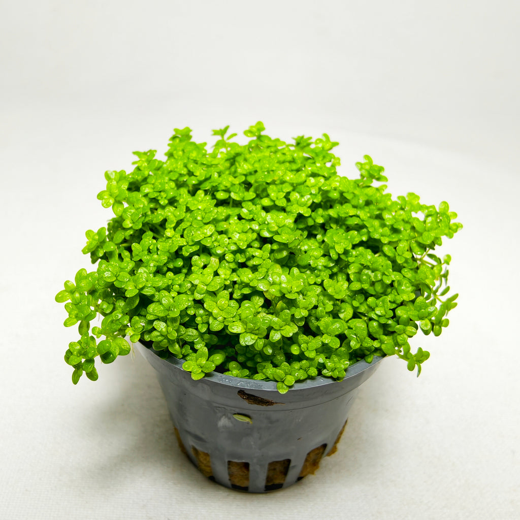 HC Cuba Premium | Planta Tapizante para Acuario
