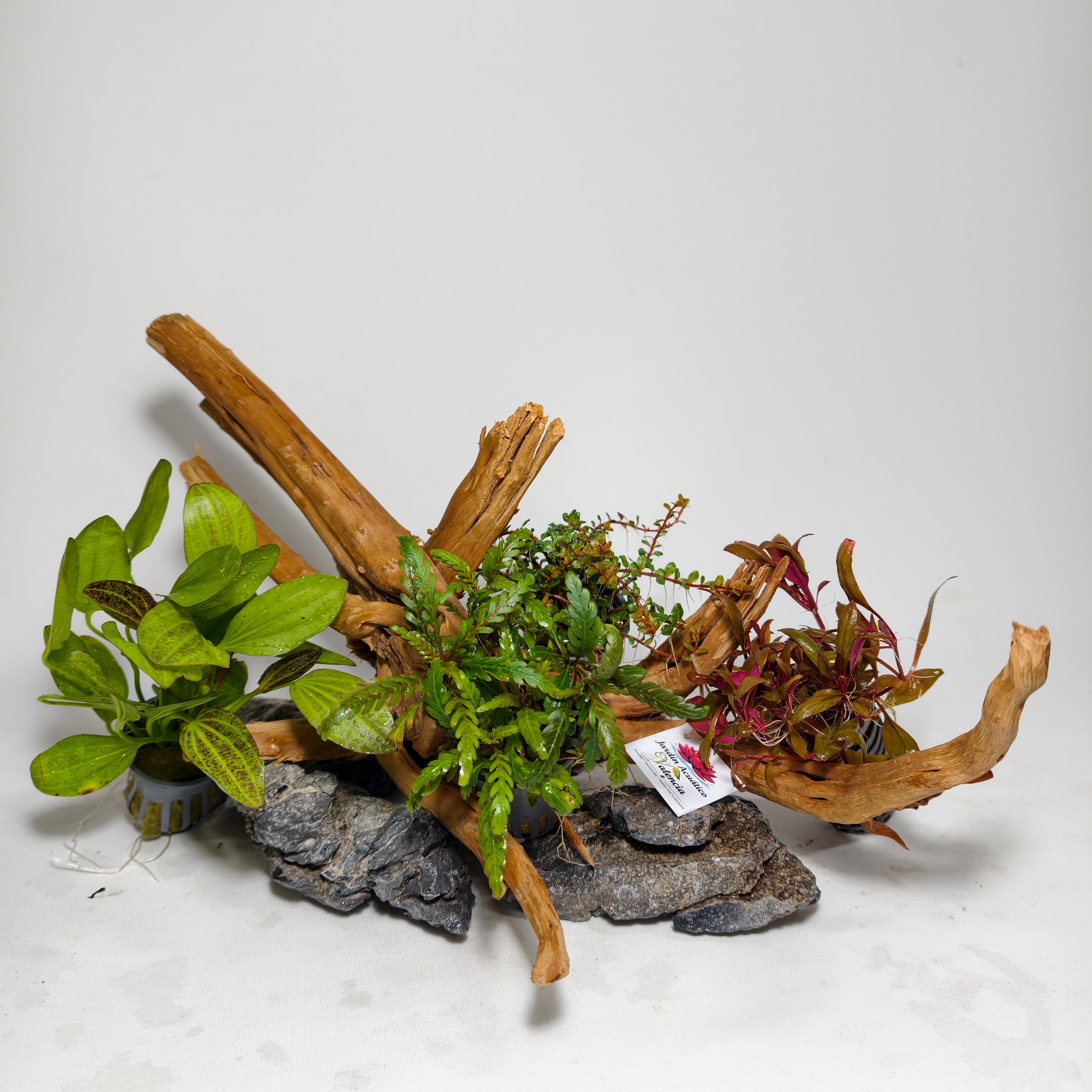 Pack Aquascaping completo con Plantas, Raíz Spider y Roca Seiryu Grey