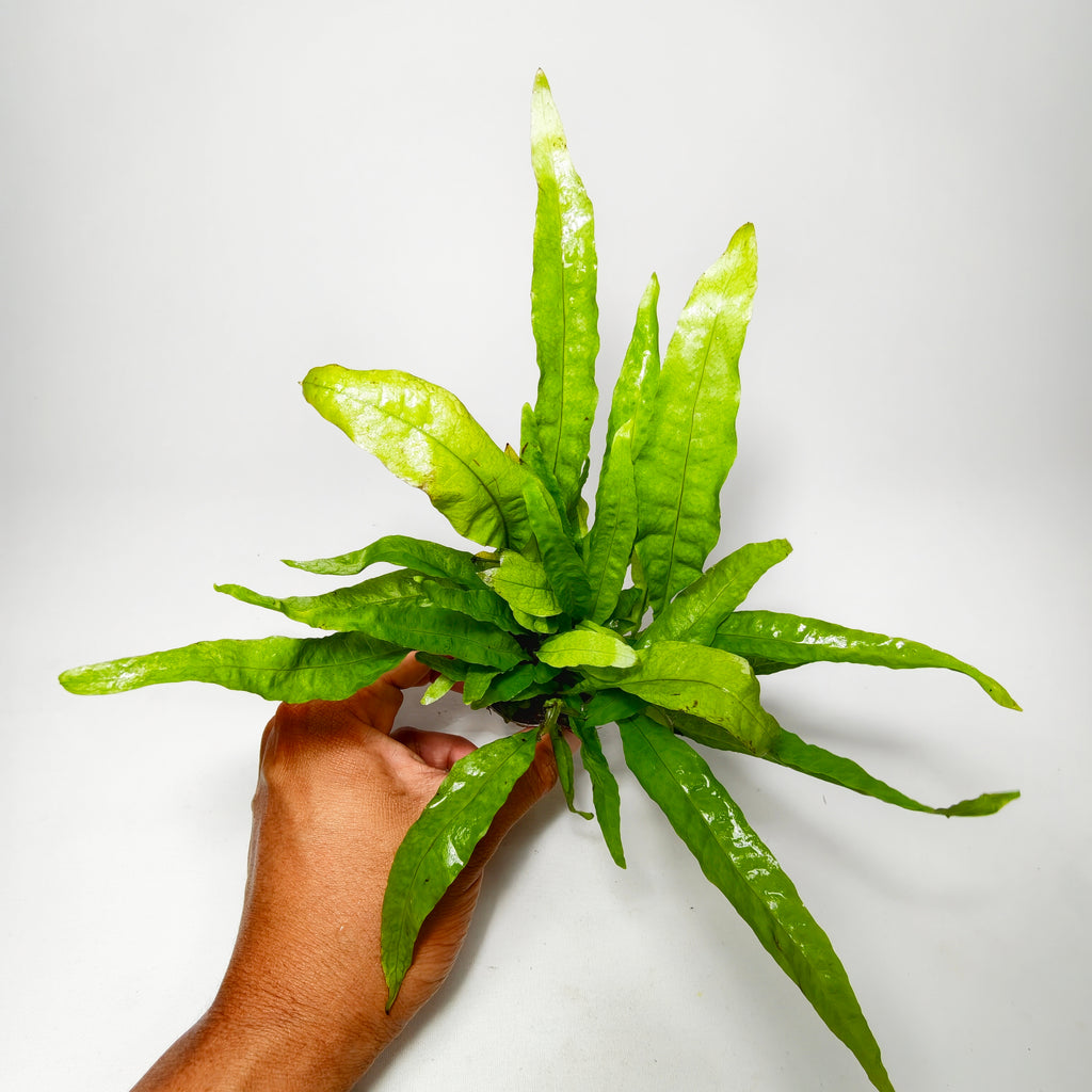 Helecho de Java Pteropus Premium | Planta Fácil para Acuario.