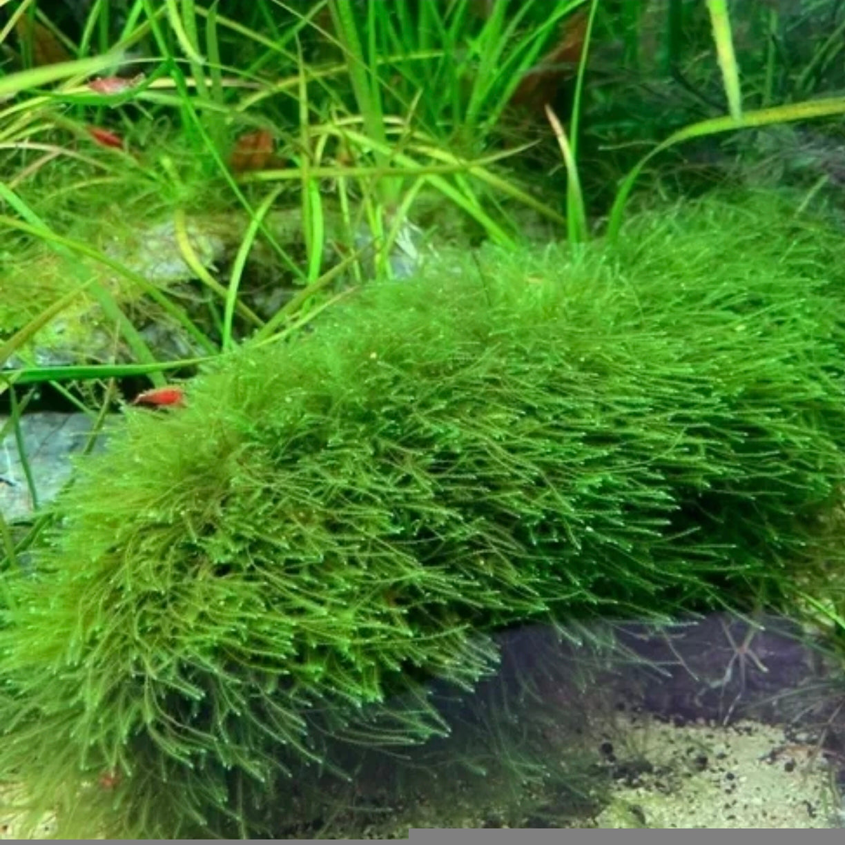 Musgo de Java – Un clásico para crear paisajes naturales y refugios en tu acuario