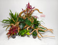 Aquascape Premium 60 cm – Edición Green & Red