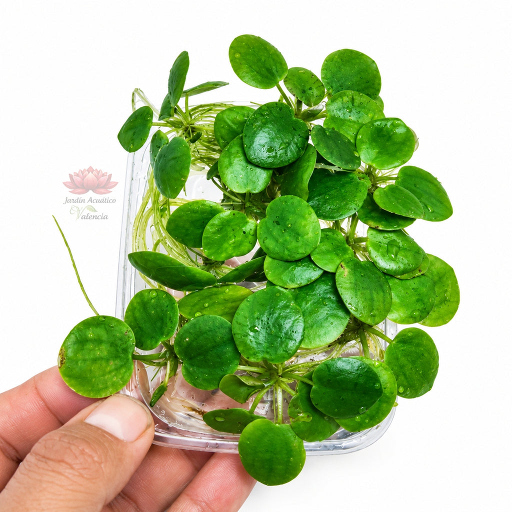 Limnobium laevigatum | Planta flotante para acuarios