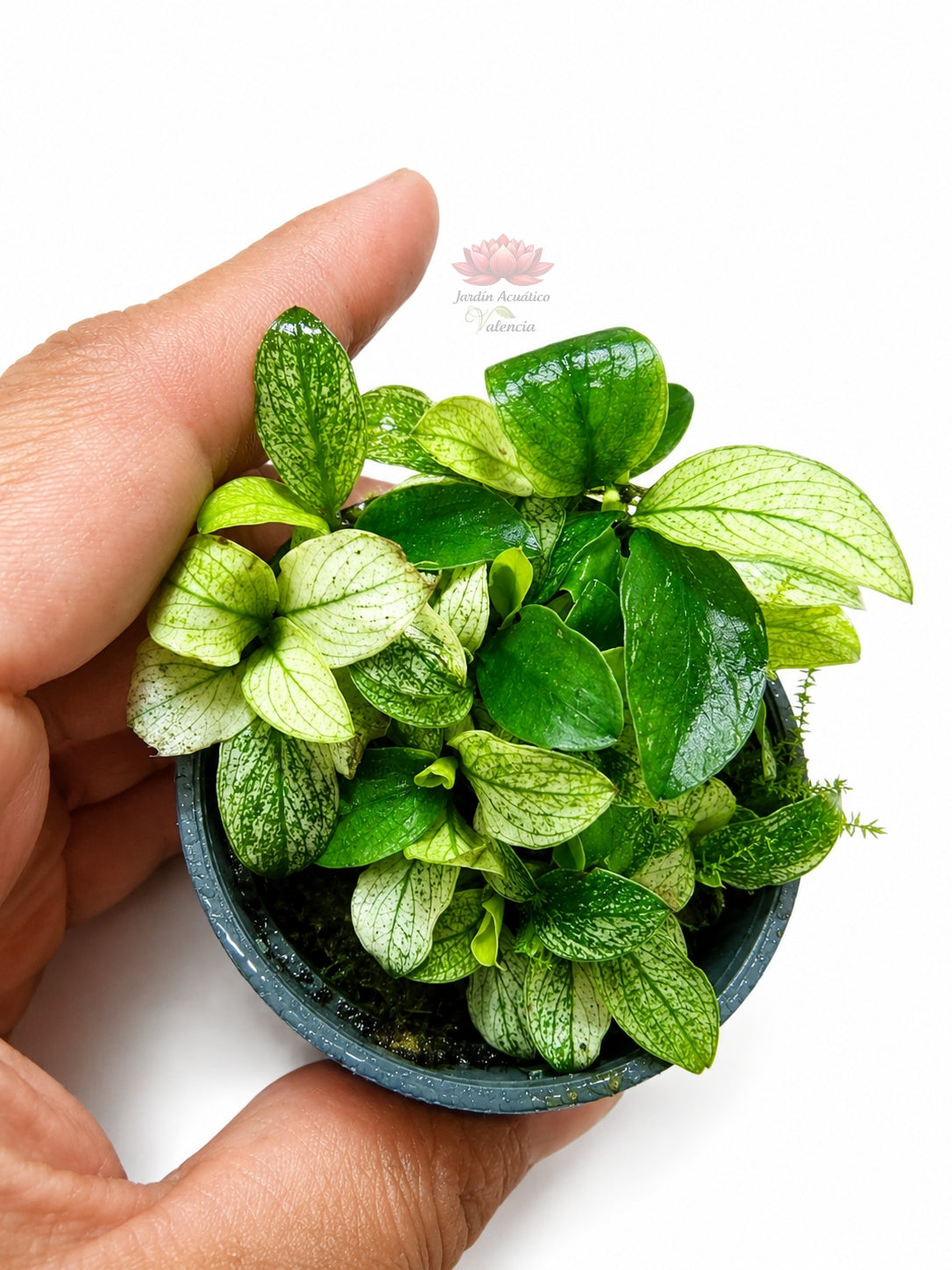 Anubias Nana Pinto | La Anubia variegada que aporta belleza