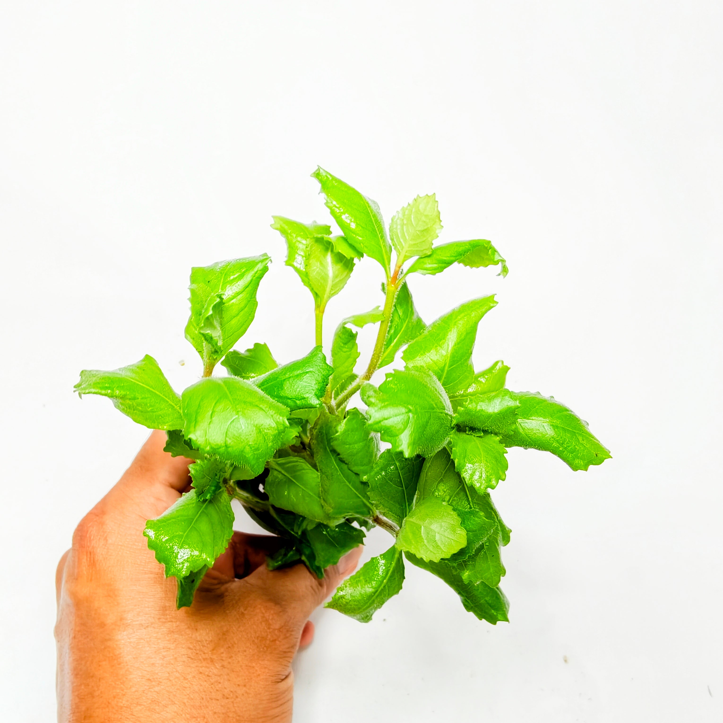 Hygrophila Difformis Premium | Planta Acuática de Crecimiento Rápido