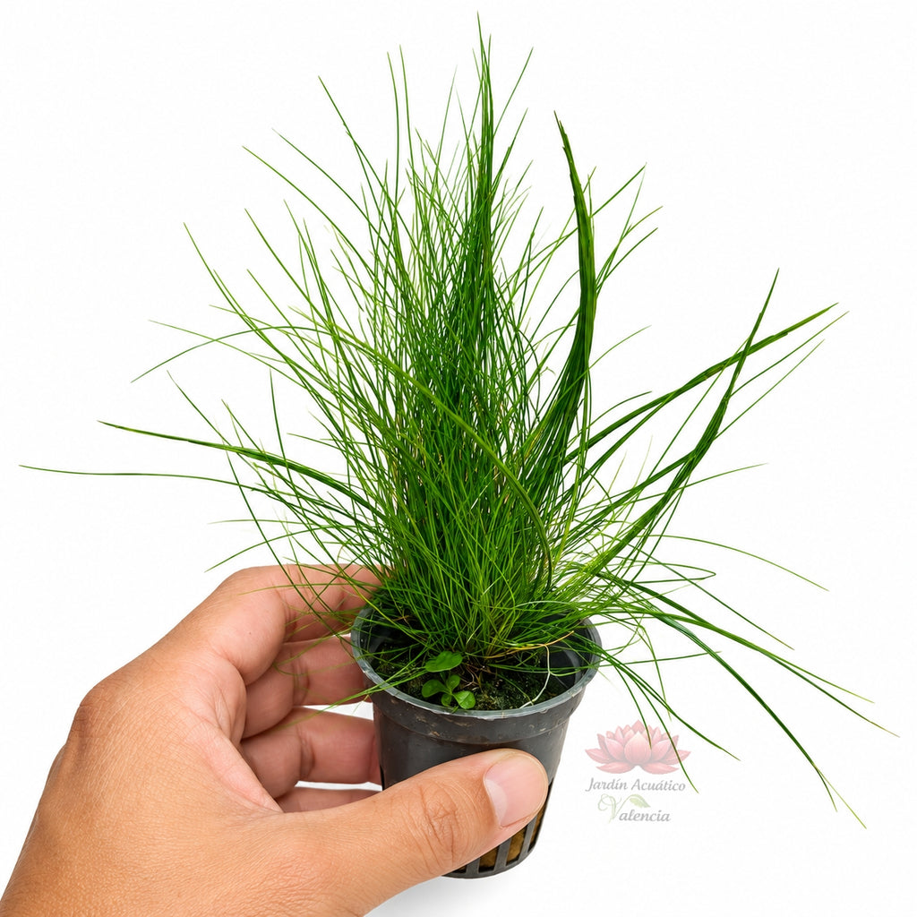 Eleocharis parvula | Planta tapizante para acuarios