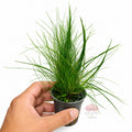 Eleocharis parvula | Planta tapizante para acuarios