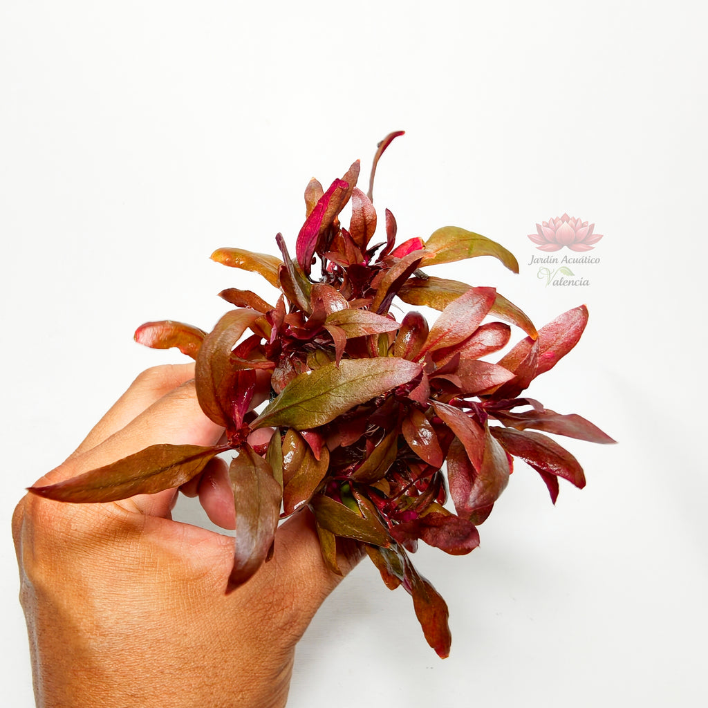 Alternanthera Reineckii Mini Premium | Planta Roja para Acuario