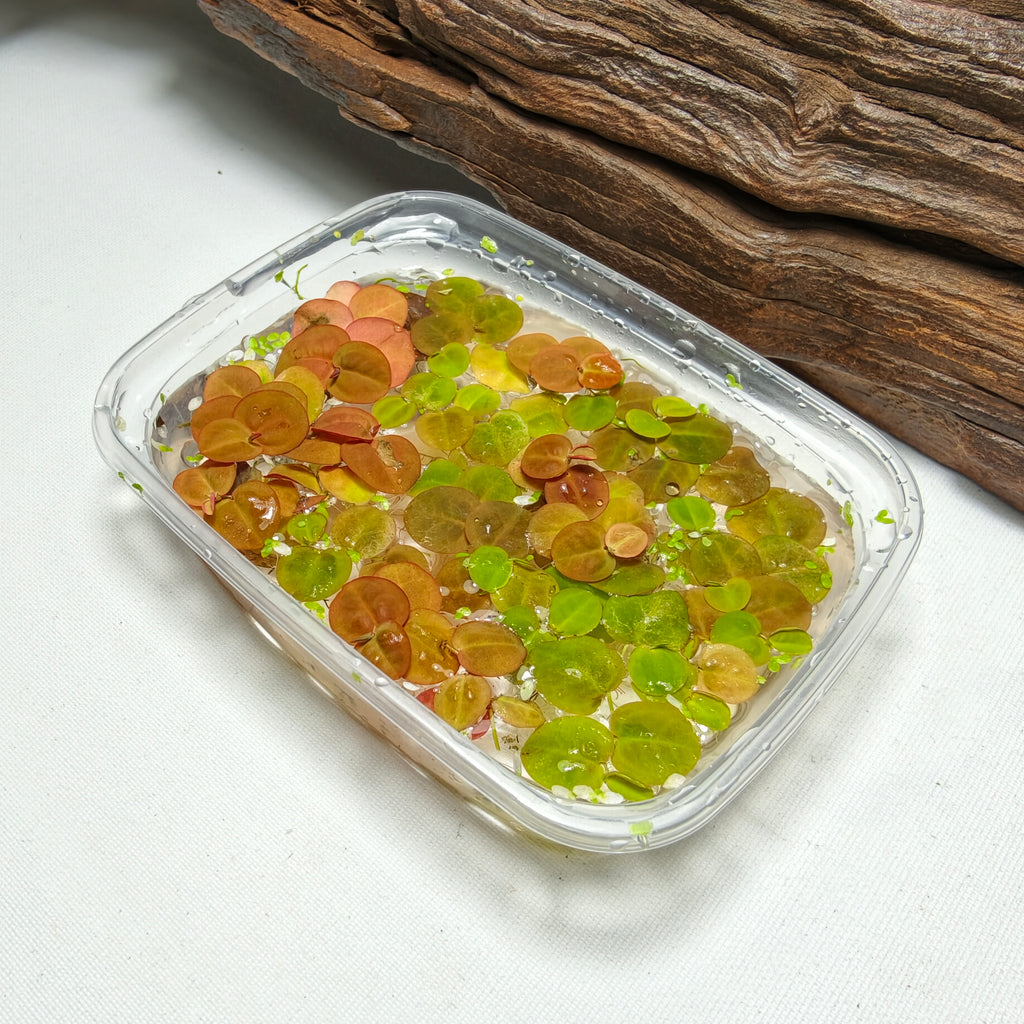 Phyllanthus Fluitans | Planta Flotante Roja para Acuario