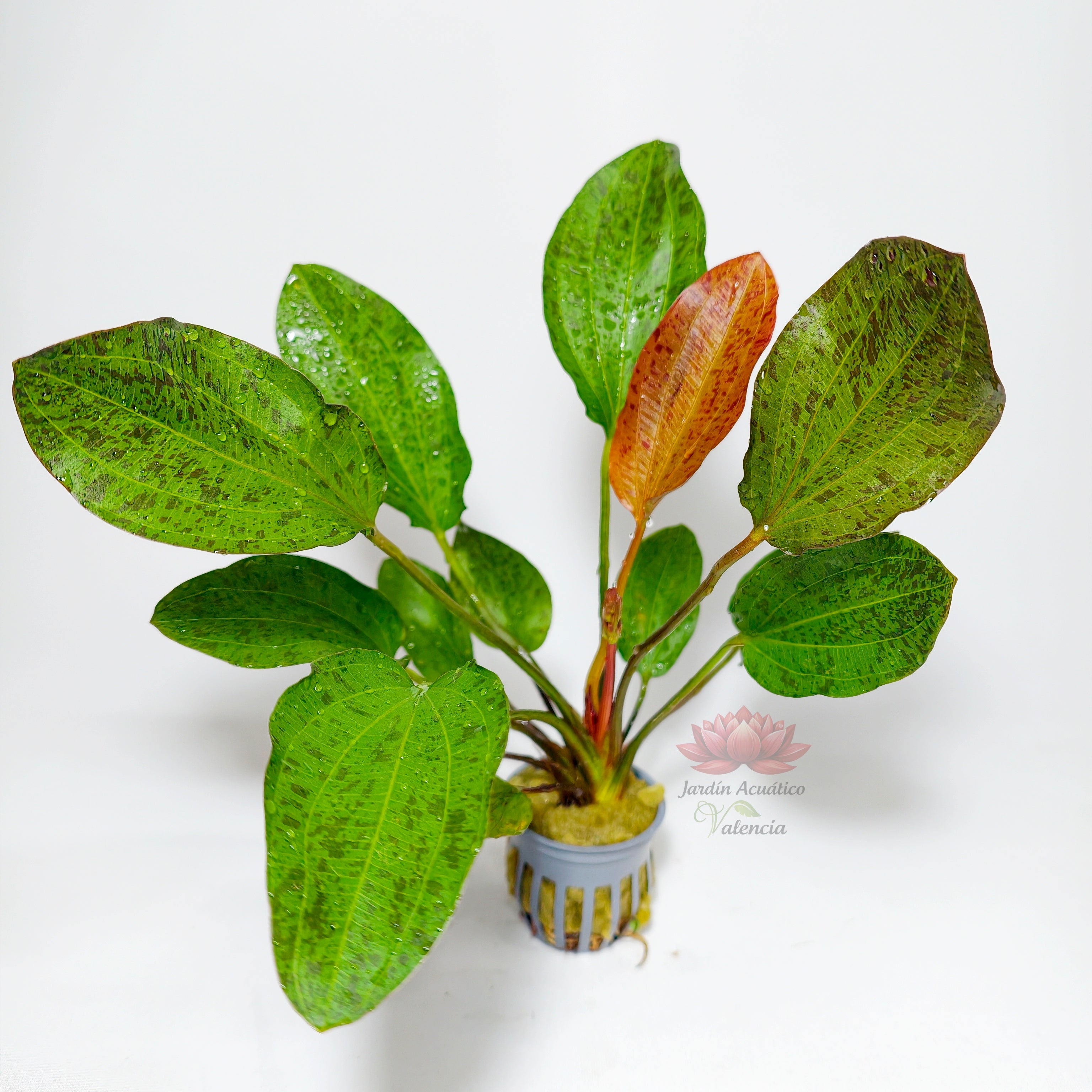 Echinodorus Ozelot Red | Planta Natural para Acuario
