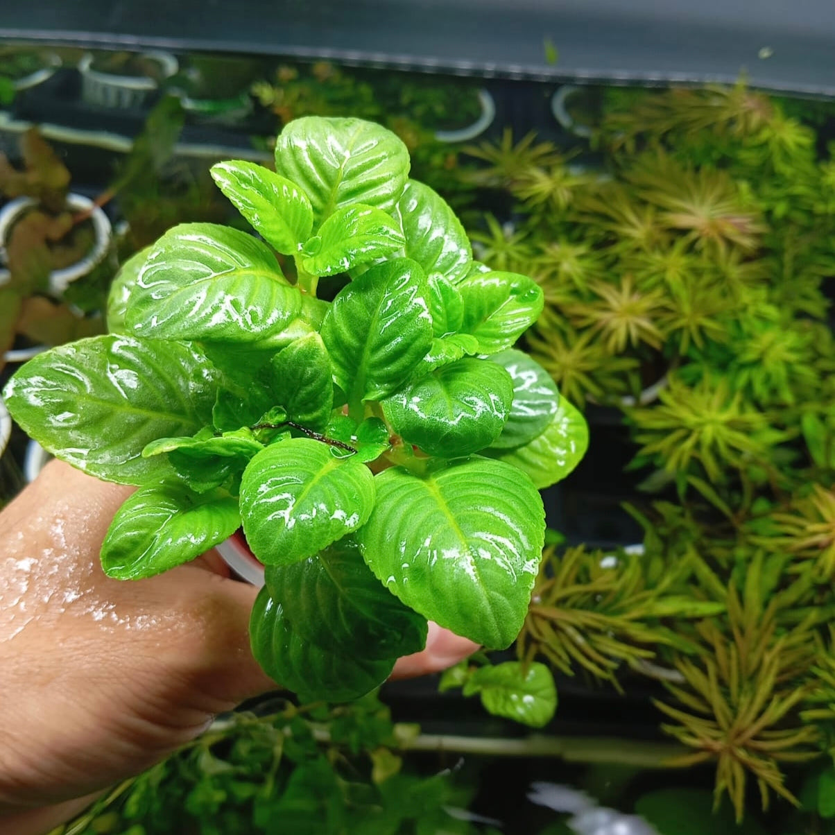 Limnophila rugosa – Planta de tallo con hojas onduladas para acuarios plantados