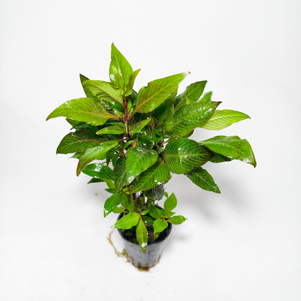 Hygrophila corymbosa